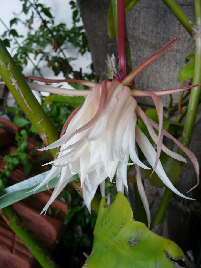 Casa Flora Garden Studio 사우살 외부 사진